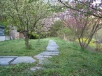 春の貸切露天への桜並木小道