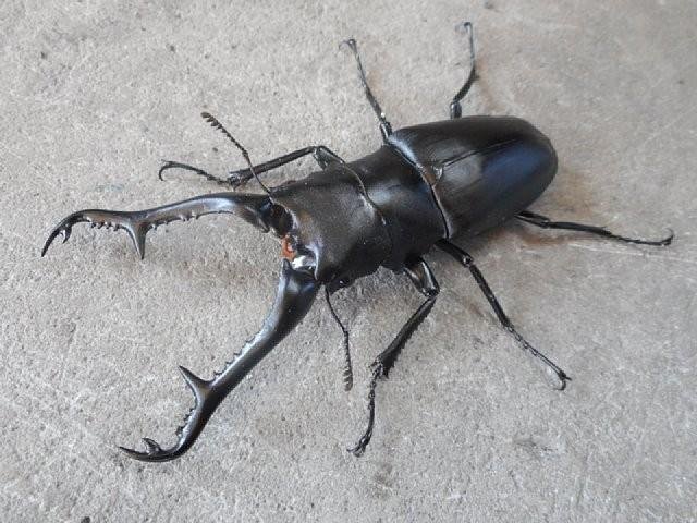 ���t�[�V���b�v